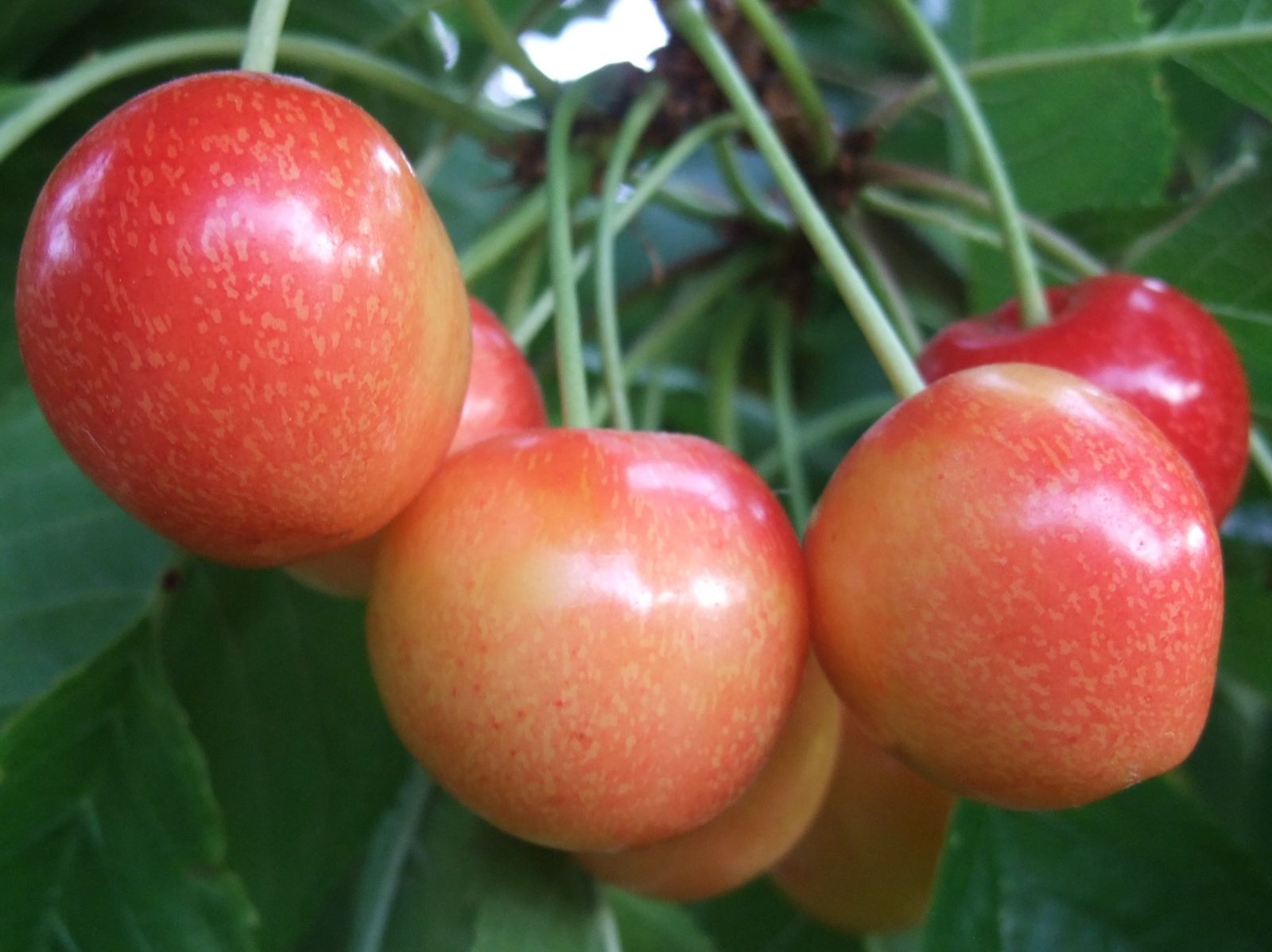 Cherry Varieties BC Tree Fruit Production Guide